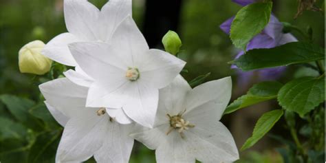 桔梗 風水|【桔梗（キキョウ）の花言葉】色別や種類別の意味を。